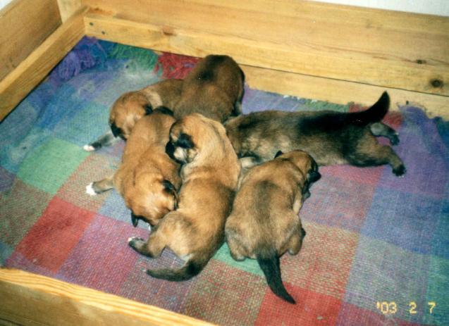 Reppulin Melianin kuusi